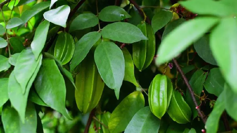 anh-tam-la-khe-cho-tre-so-sinh-1