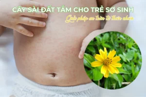 Cay sai dat tam cho tre so sinh – Giai phap an toan tu thien nhien