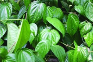 la trau khong – khang sinh xanh tu thien nhien

