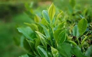 Trẻ bị mụn nhọt tắm lá gì - lá trà xanh