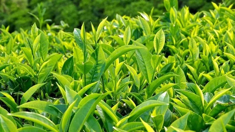 trẻ bị thủy đậu tắm lá gì