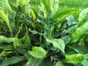 tắm lá riềng cho trẻ sơ sinh