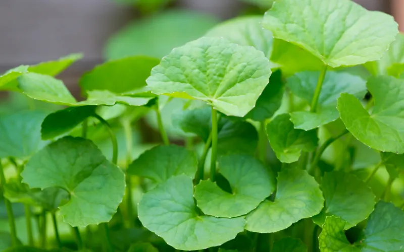 Chiet xuat rau ma Centella Asiatica