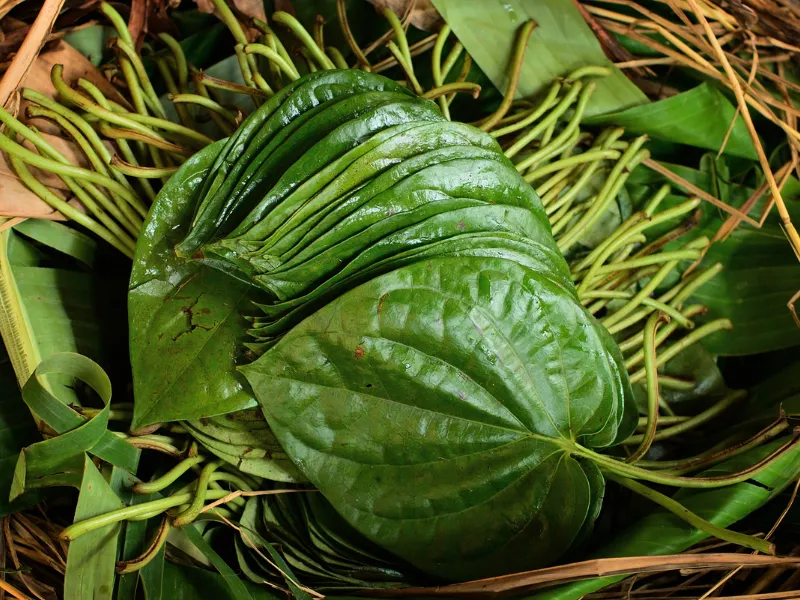 mẹo ngừa hăm cho bé bằng lá trầu không