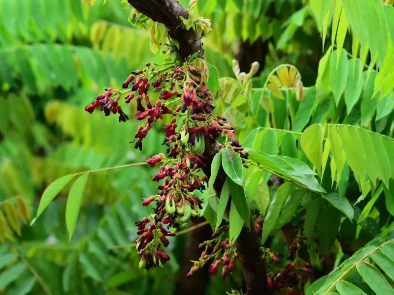 Mẹo trị hăm cho bé bằng lá khế