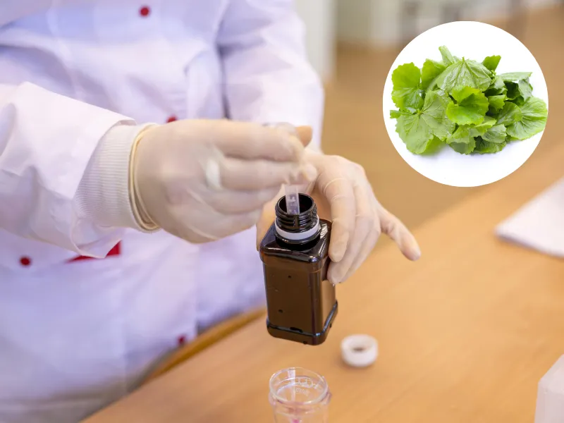 Chiết xuất rau má là gì?