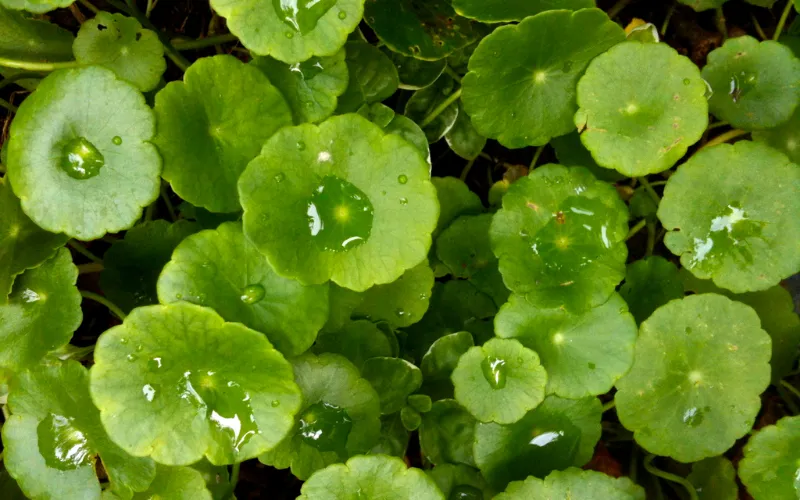 Nhóm sản phẩm từ thảo dược và tự nhiên 