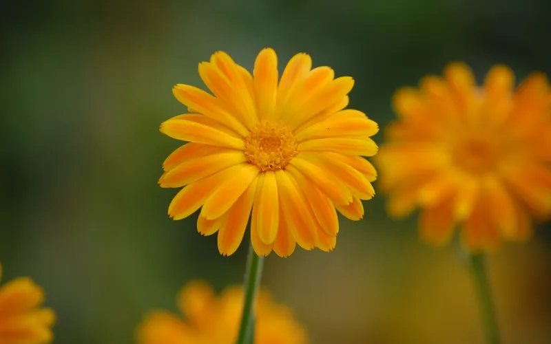 Bản chất và nguồn gốc của tinh dầu hoa cúc vạn thọ