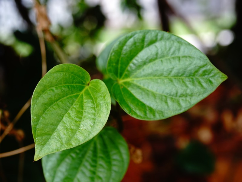 Công dụng của lá trầu không với vùng kín