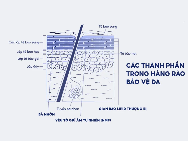 Dầu oliu chữa rạn da như thế nào?