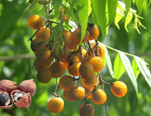 Quả bồ hòn có tác dụng gì? Khám phá giải pháp làm sạch tự nhiên toàn diện