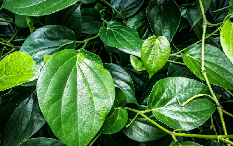 Giải mã khoa học về đặc tính của lá trầu không 