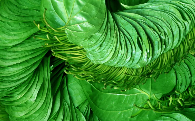 Cách rửa vùng kín bằng lá trầu không đúng cách