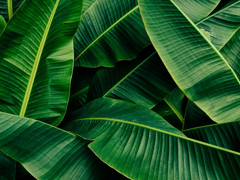 các loại lá tắm cho bé trắng da Lá chuối