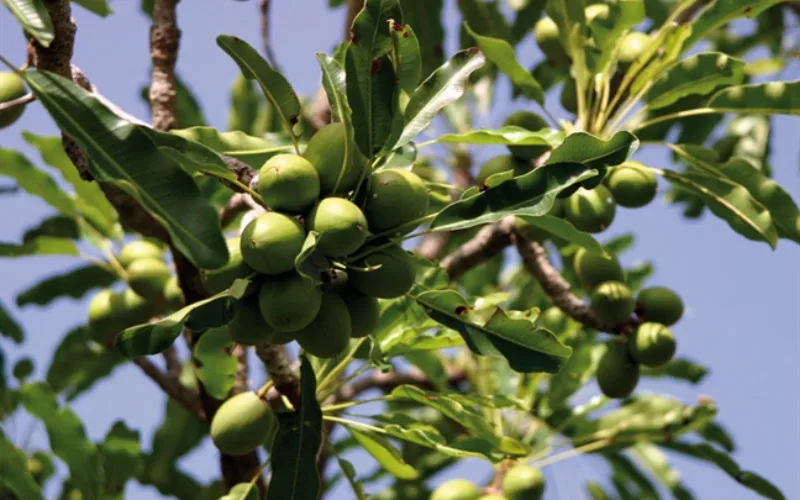 Bơ hạt mỡ là gì và vai trò trong mỹ phẩm