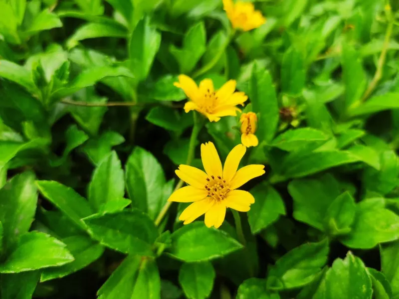 Lá sài đất (various Houttuynia cordata)
