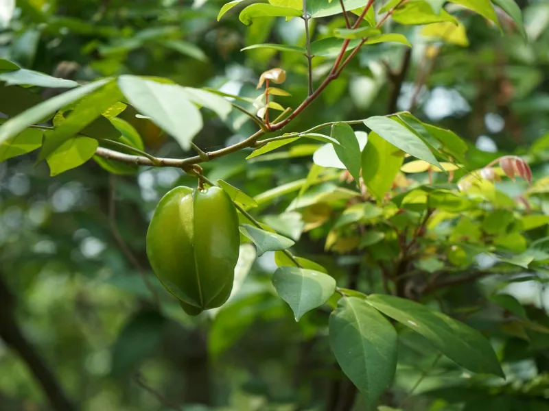 Bé bị rôm sảy tắm lá gì? Lá khế