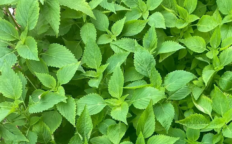 Bé bị rôm sảy tắm lá gì? lá kinh giới