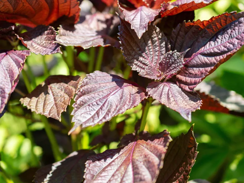 Lá tía tô chữa nám da như thế nào?