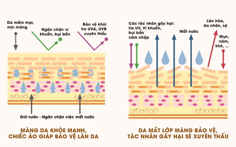 Lớp bảo vệ da bị suy yếu