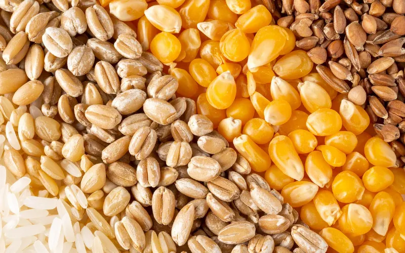 Ngũ cốc nguyên hạt