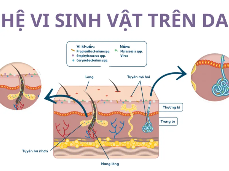 Hệ vi sinh trên da có vai trò giúp duy trì độ ẩm, cân bằng pH, bảo vệ da khỏi vi khuẩn gây viêm nhiễm và hỗ trợ phục hồi da.