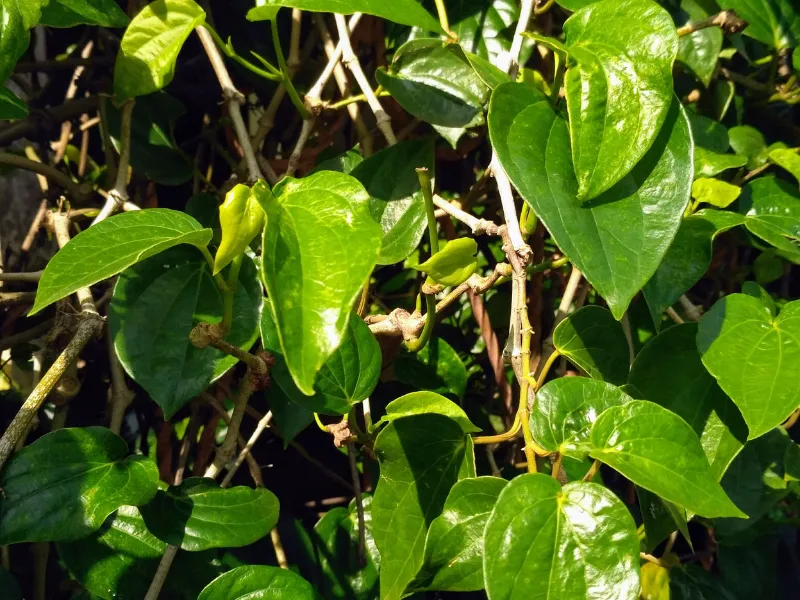 Tắm lá trầu thường xuyên có tốt không?