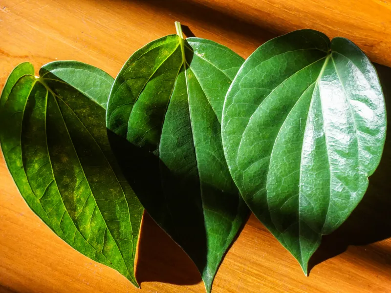 Sai lầm khi tắm lá trầu không