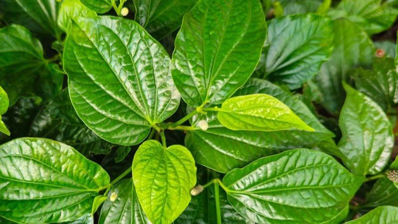 tắm nước lá lốt cho trẻ sơ sinh