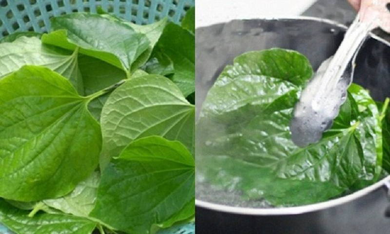 tắm nước lá lốt cho trẻ sơ sinh