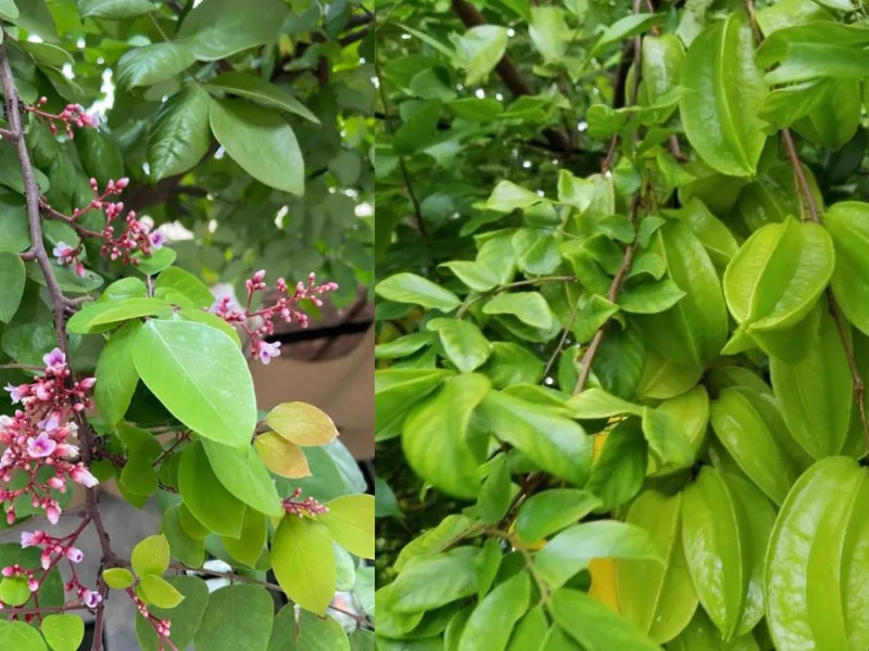 Trong lá khế có chứa các hợp chất chống oxy hóa có tác dụng kháng viêm, làm lành vết thương.
