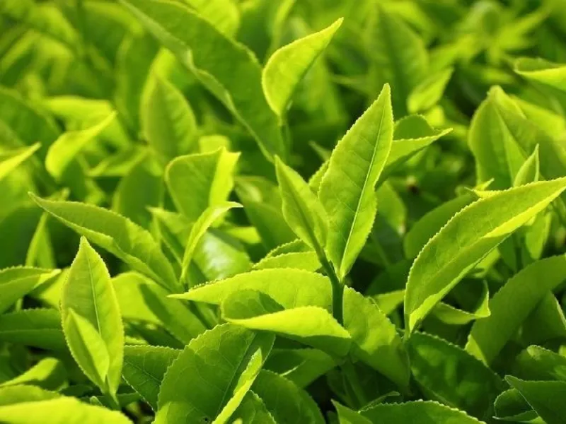 Trẻ em bị viêm da dị ứng nên tắm lá trà xanh