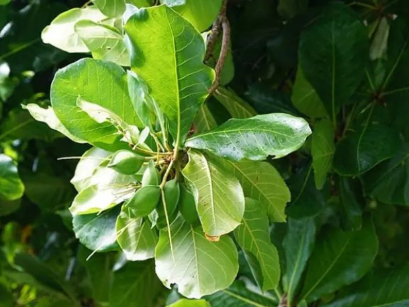 Lá bàng non cũng là mẹo dân gian được nhiều ba mẹ áp dụng.