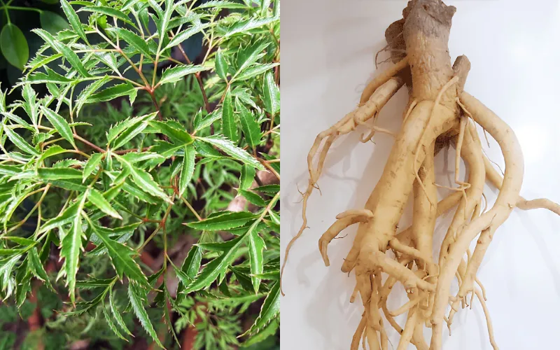 Vì sao gọi là “nhân sâm của người nghèo”
