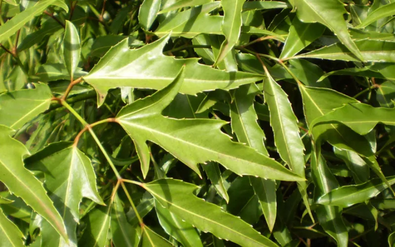 Chọn lá