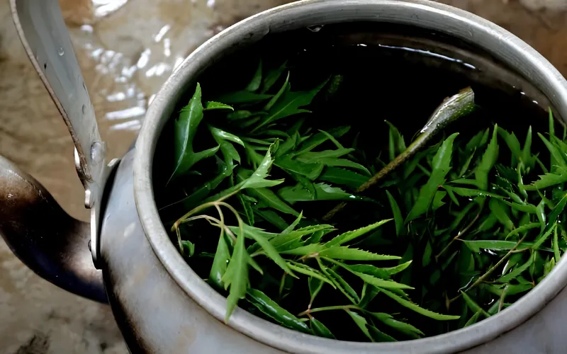 Cách nấu nước lá đinh lăng tắm cho bé đúng chuẩn