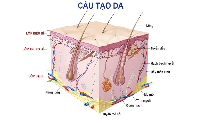 Cấu trúc ba lớp của da