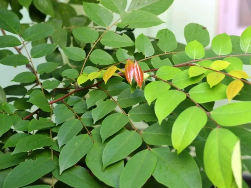 Rửa mặt bằng lá khế có tác dụng gì?
