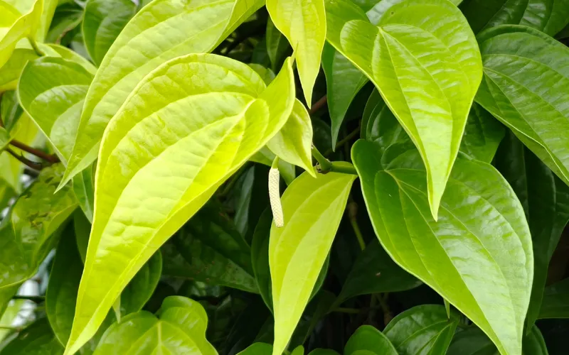 So sánh lá ngũ trảo với các loại lá khác