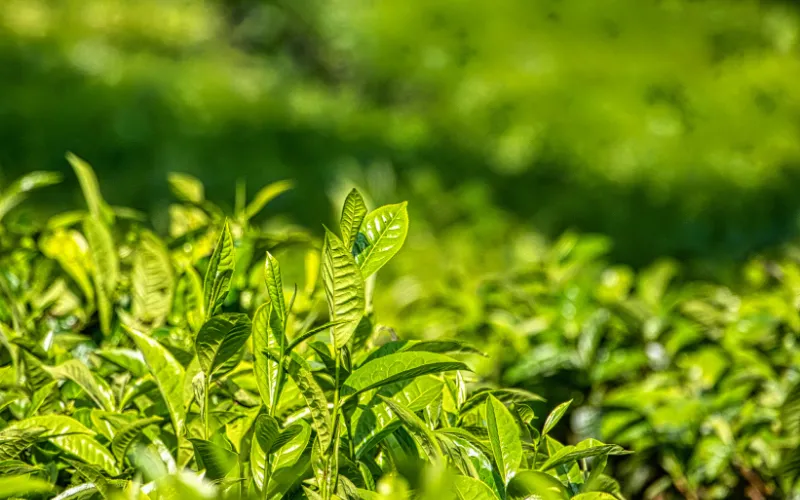 So sánh lá ngũ trảo với các loại lá khác