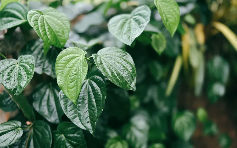 Trẻ bị viêm da cơ địa tắm lá gì?