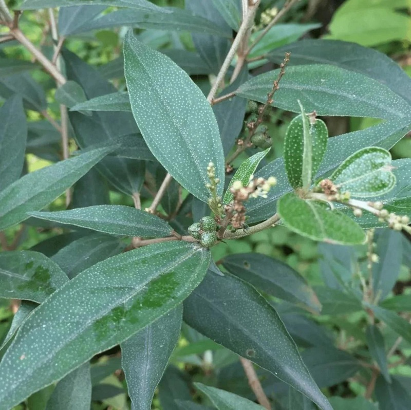 cây khổ sâm tắm cho bé
