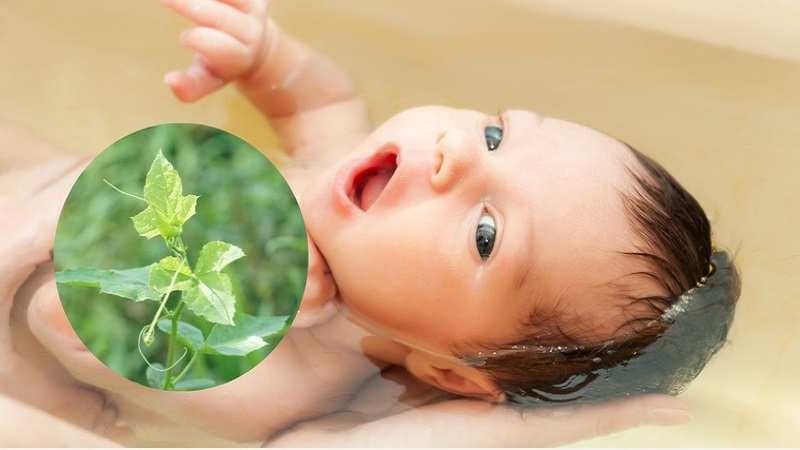 cây khổ sâm tắm cho bé