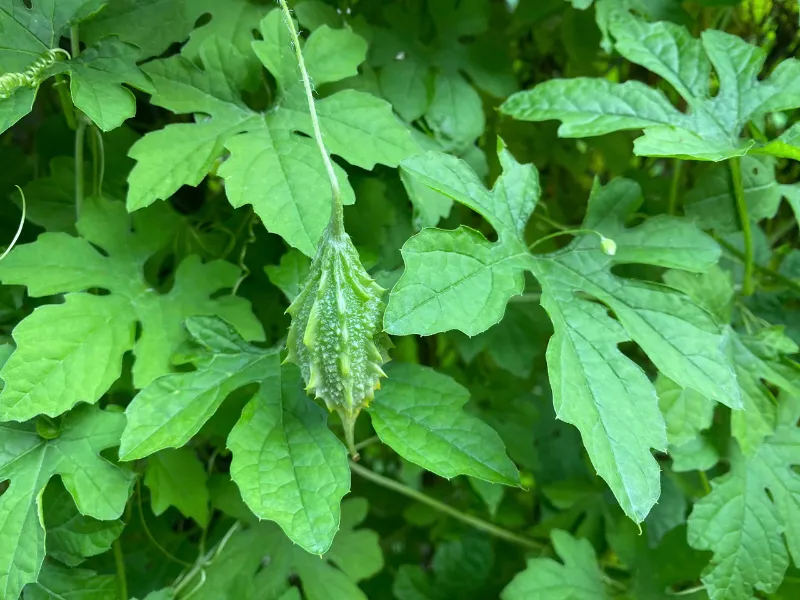 Lá mướp đắng (khổ qua)