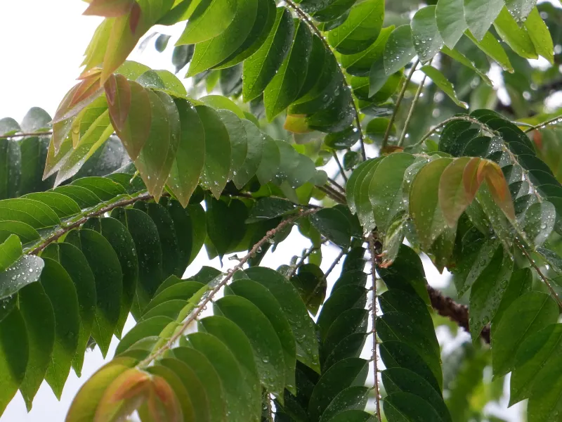 Hướng dẫn tắm lá khế đúng cách, đơn giản
