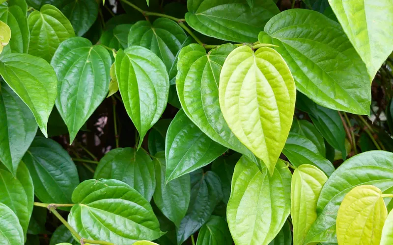 Lá trầu không – Làm sạch da nhưng cần pha loãng