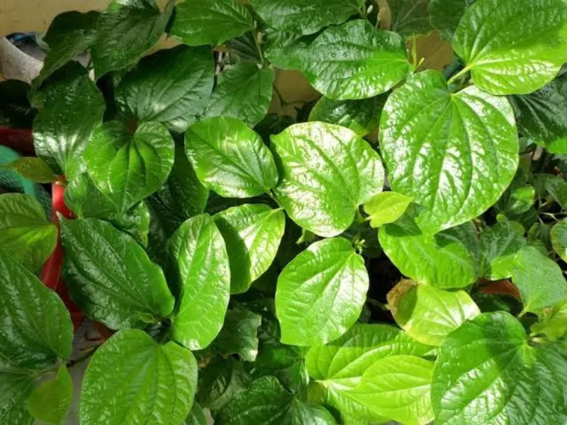 Lá trầu không cũng là loại lá phổ biến được dùng để tắm cho trẻ bị khô da