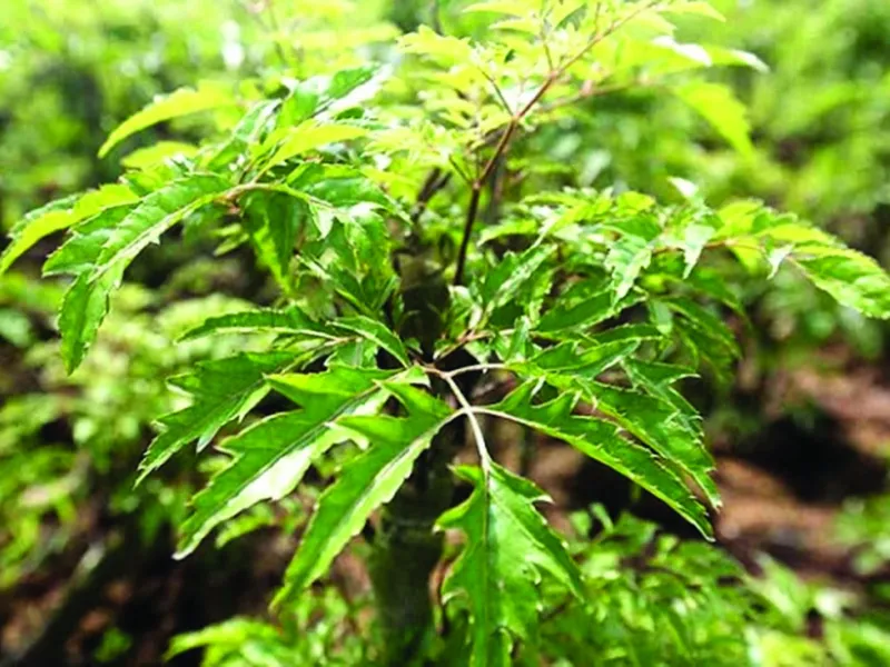 Bé bị da khô nên tắm lá đinh lăng