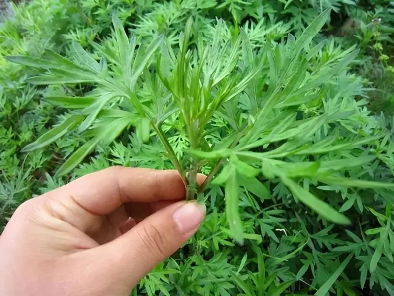Lá ngải cứu