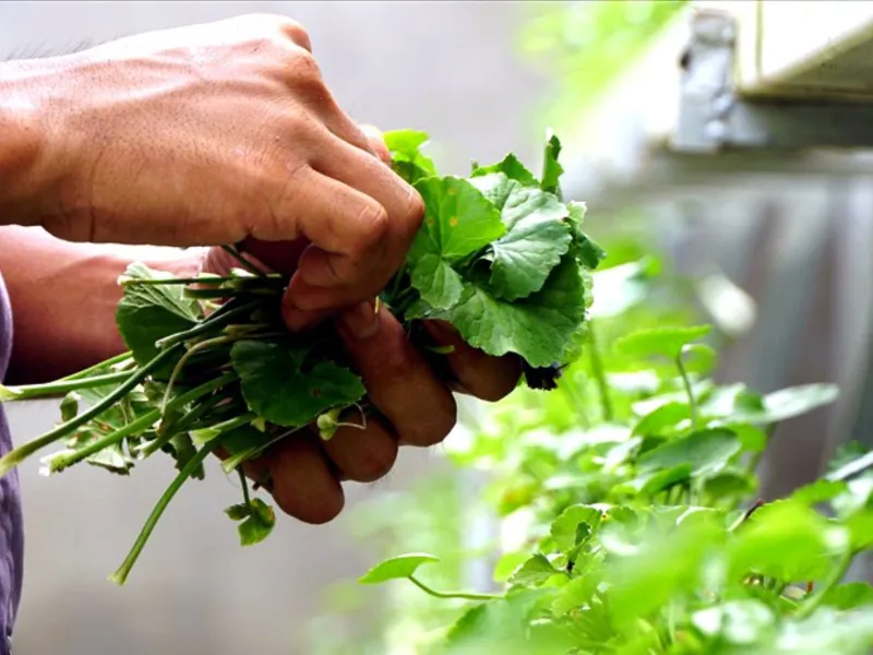 rau má có thể hỗ trợ cải thiện tình trạng rôm sảy